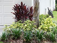 Groundcovers